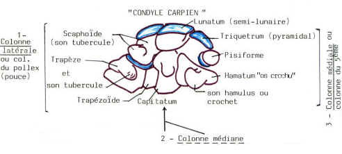 Vue de face des os du carpe