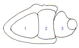 Les surfaces articulaires de l'extrmit infrieures du radius et du cubitus.