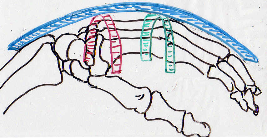 Les arches mtacarpiennes