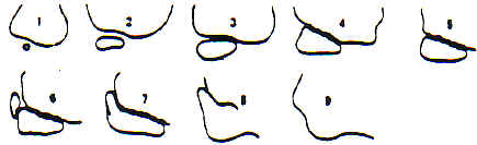 Condyle et �picondyle